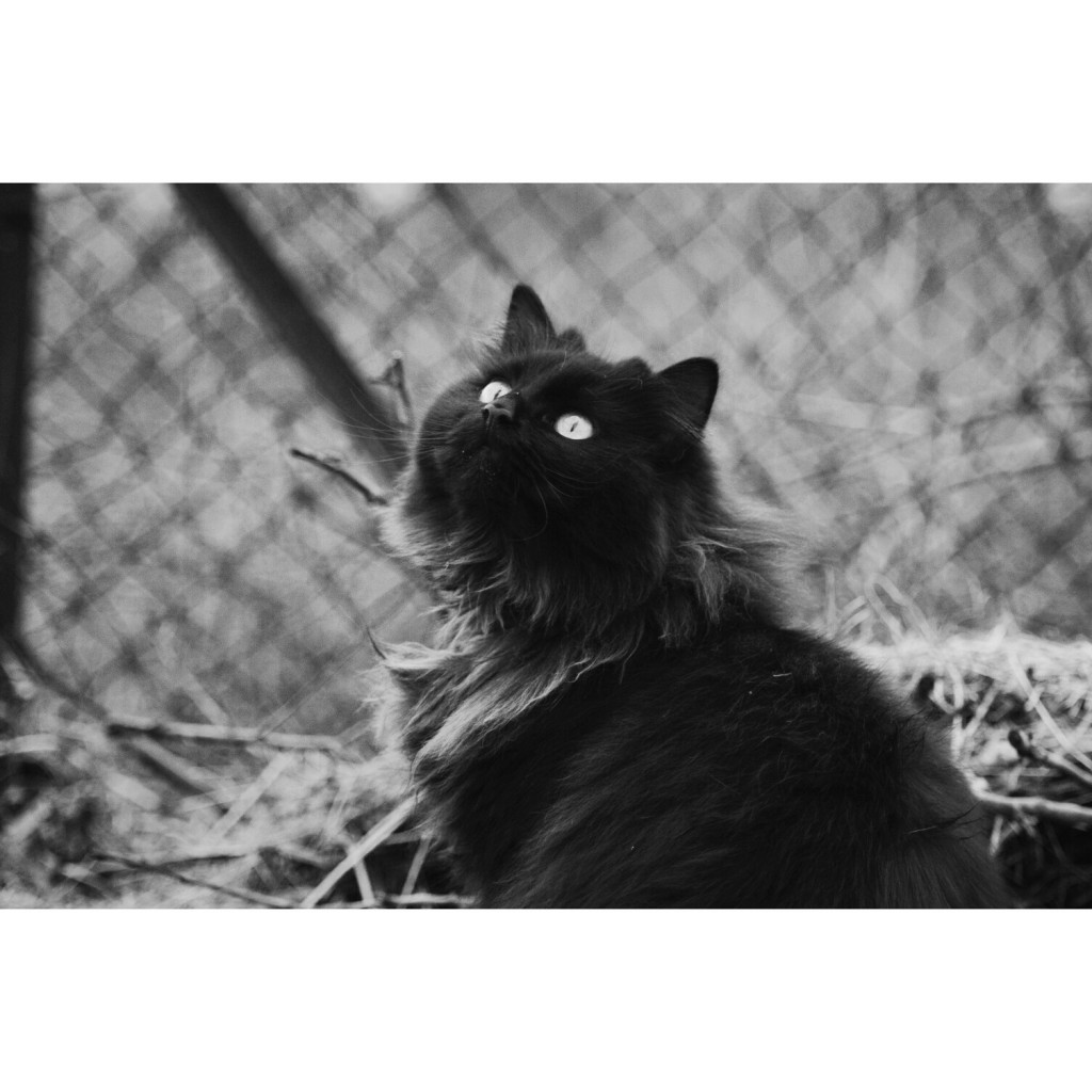 Pochwalmy się swoimi pupilkami :)