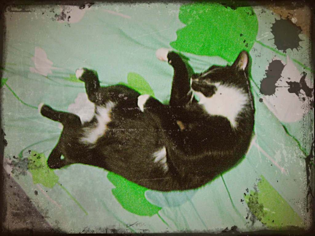 Pochwalmy się swoimi pupilkami :)