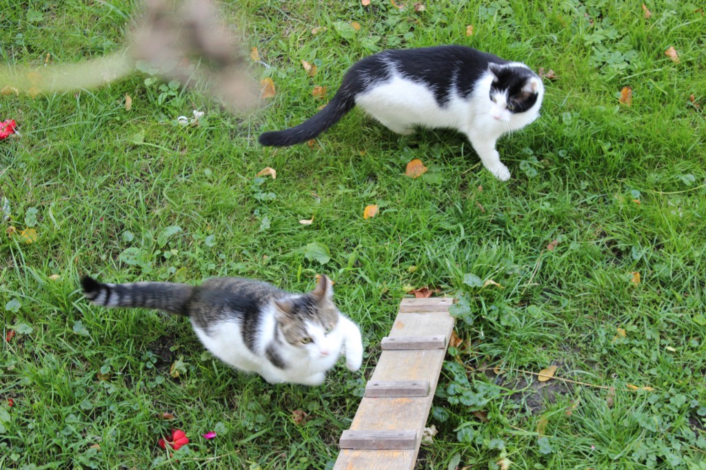 Wychodzenie z kotem na dwór?