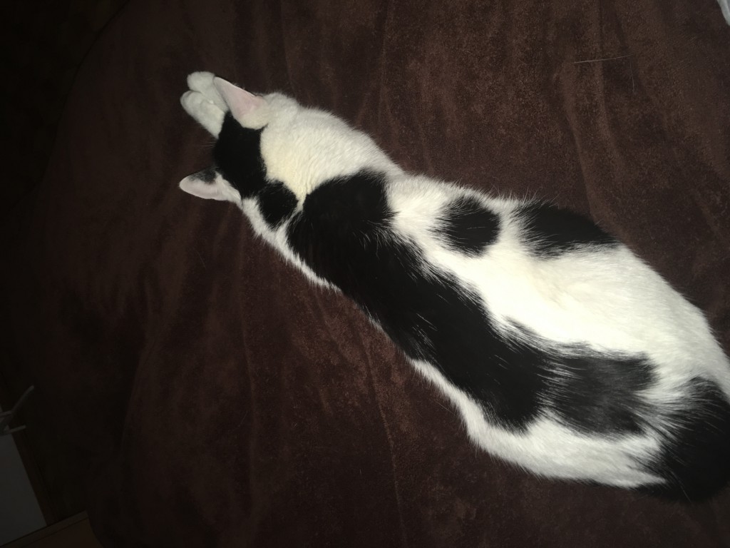 Pochwalmy się swoimi pupilkami :)