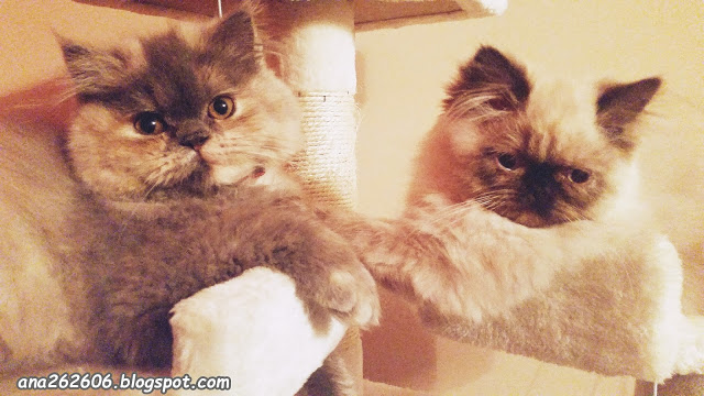 Pochwalmy się swoimi pupilkami :)