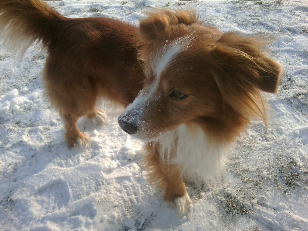 Pochwalmy się swoimi pupilkami :)