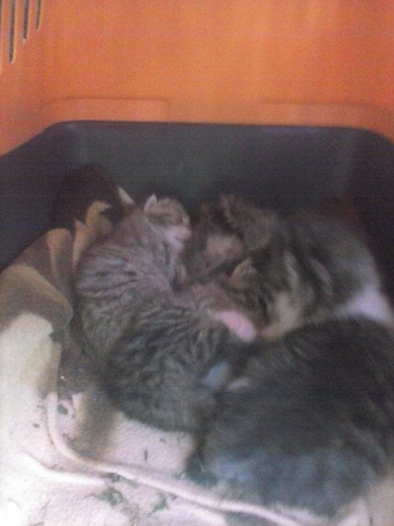 Poszukiwane domki dla kociaków! ; )