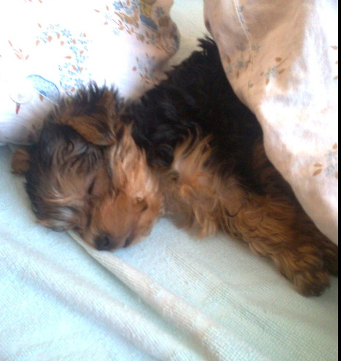 Pochwalmy się swoimi pupilkami :)