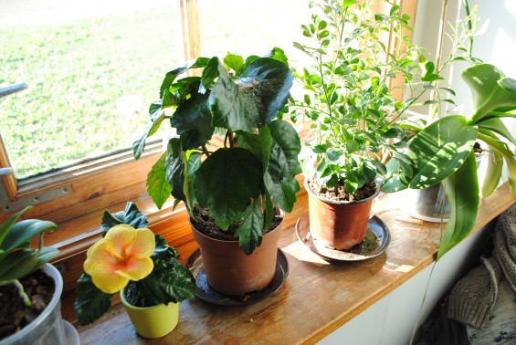 Nasze zielone piękności 