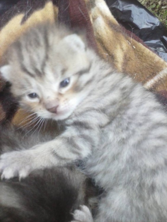 Poszukiwane domki dla kociaków! ; )