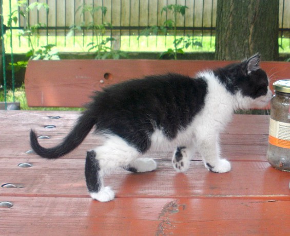 Oddam malutką czarno białą kotkę