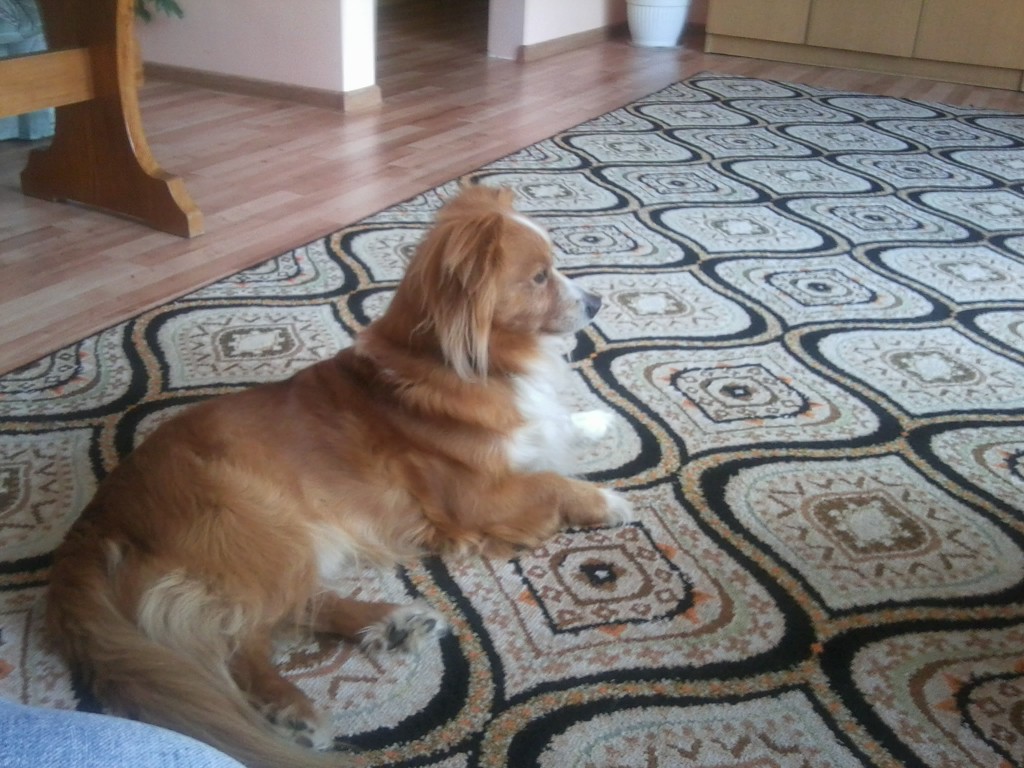 Pochwalmy się swoimi pupilkami :)