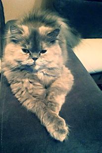 Pochwalmy się swoimi pupilkami :)