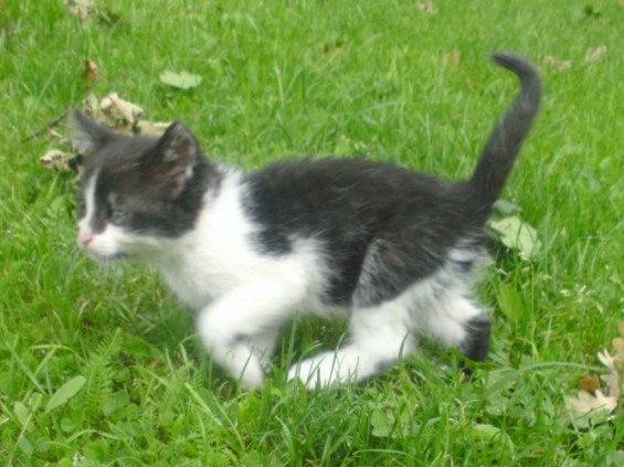 Oddam malutką czarno białą kotkę