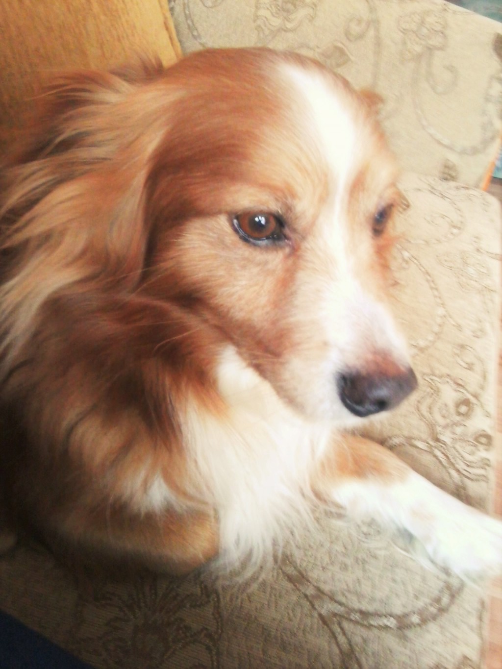 Pochwalmy się swoimi pupilkami :)