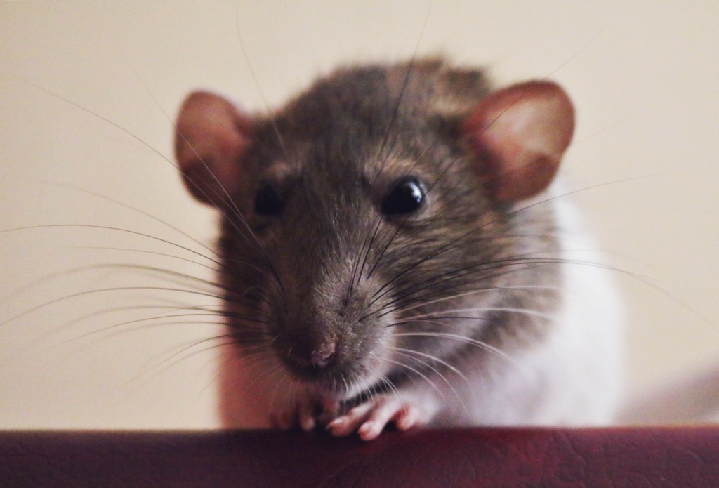 Pochwalmy się swoimi pupilkami :)