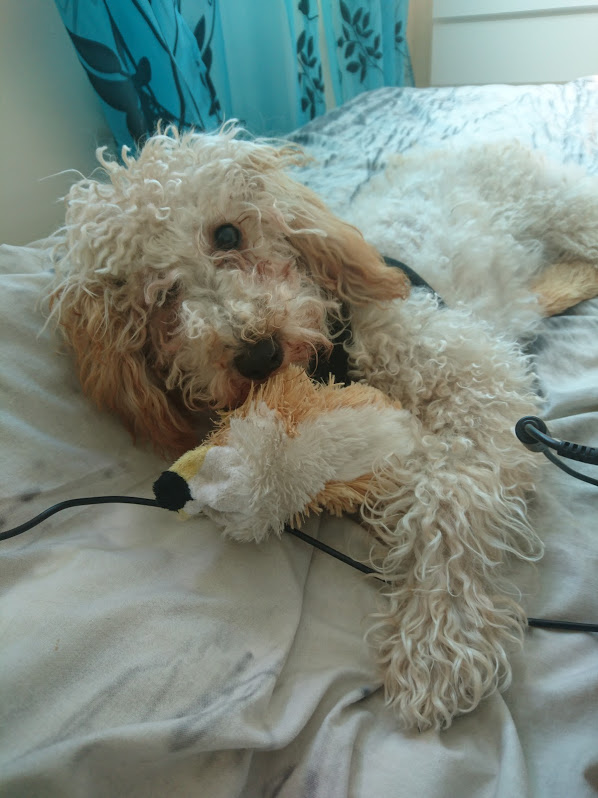 Pochwalmy się swoimi pupilkami :)