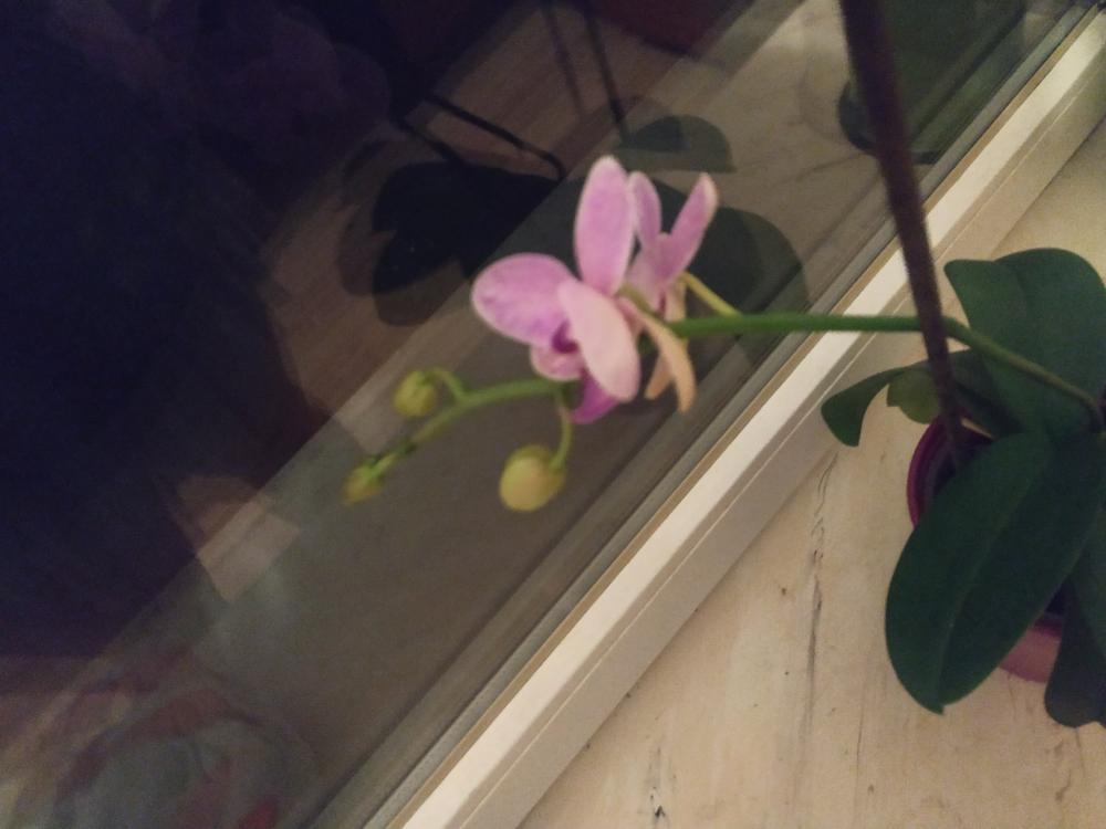 Jestem szczęśliwa bo..