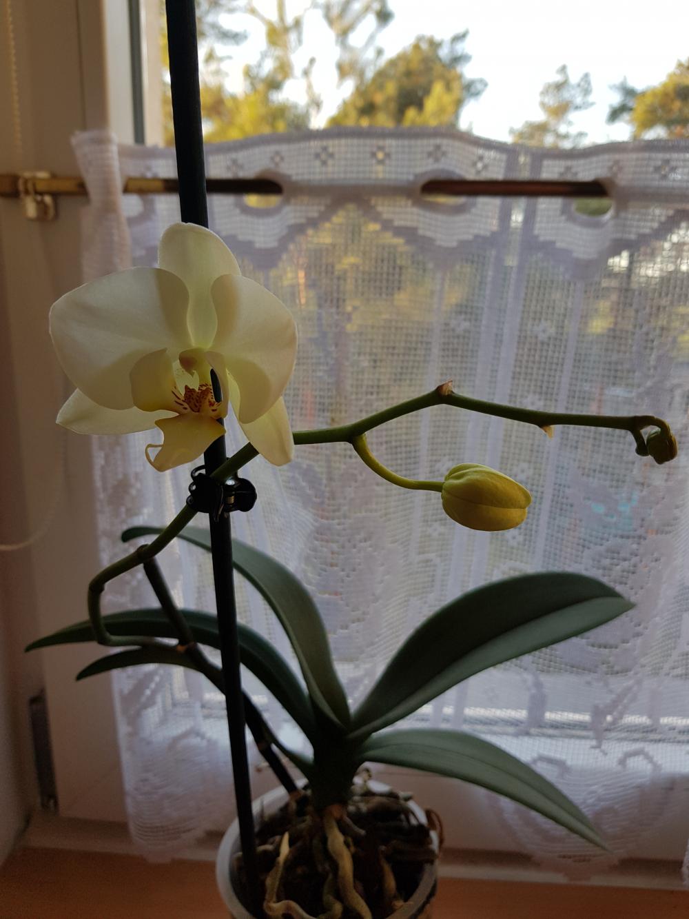 Jestem szczęśliwa bo..