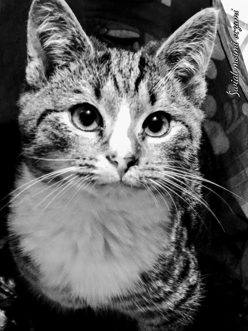 Pochwalmy się swoimi pupilkami :)