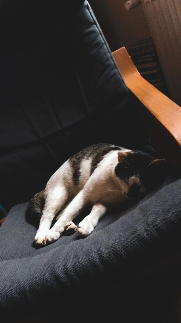 Pochwalmy się swoimi pupilkami :)