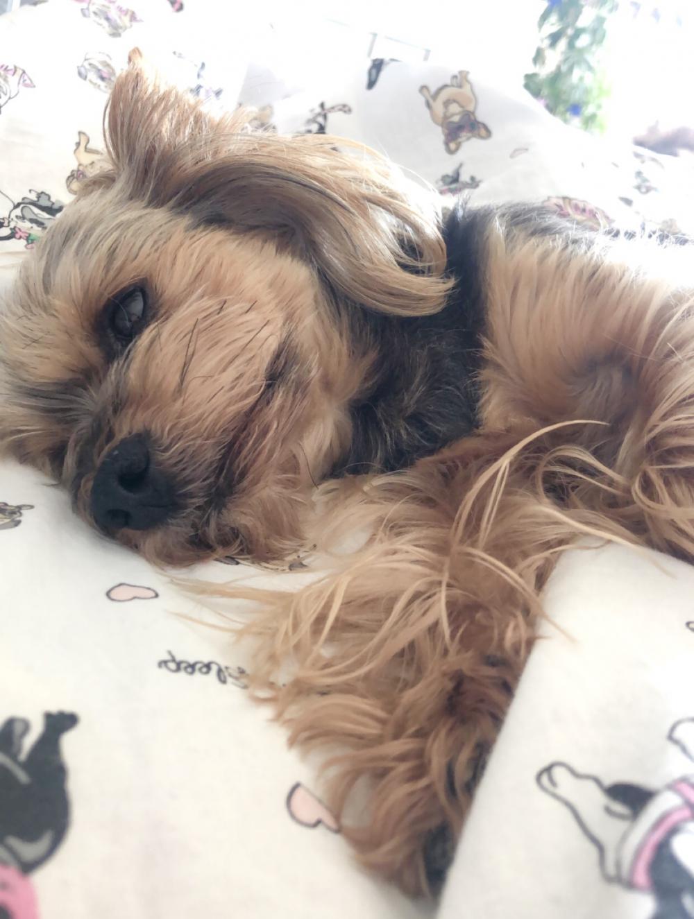 Pochwalmy się swoimi pupilkami :)