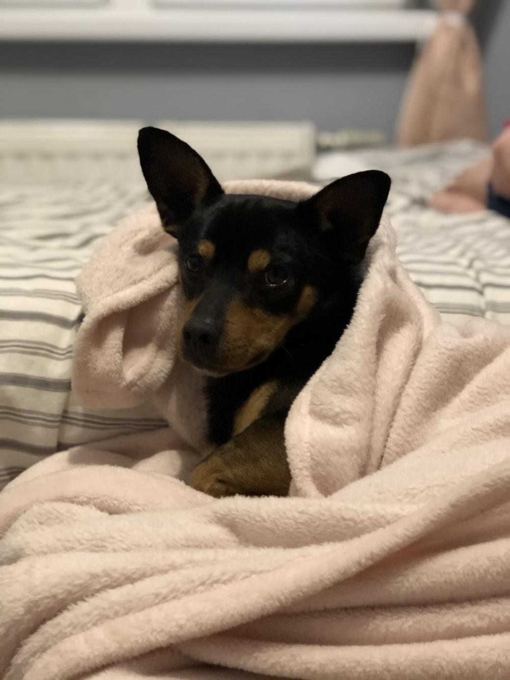 Pochwalmy się swoimi pupilkami :)