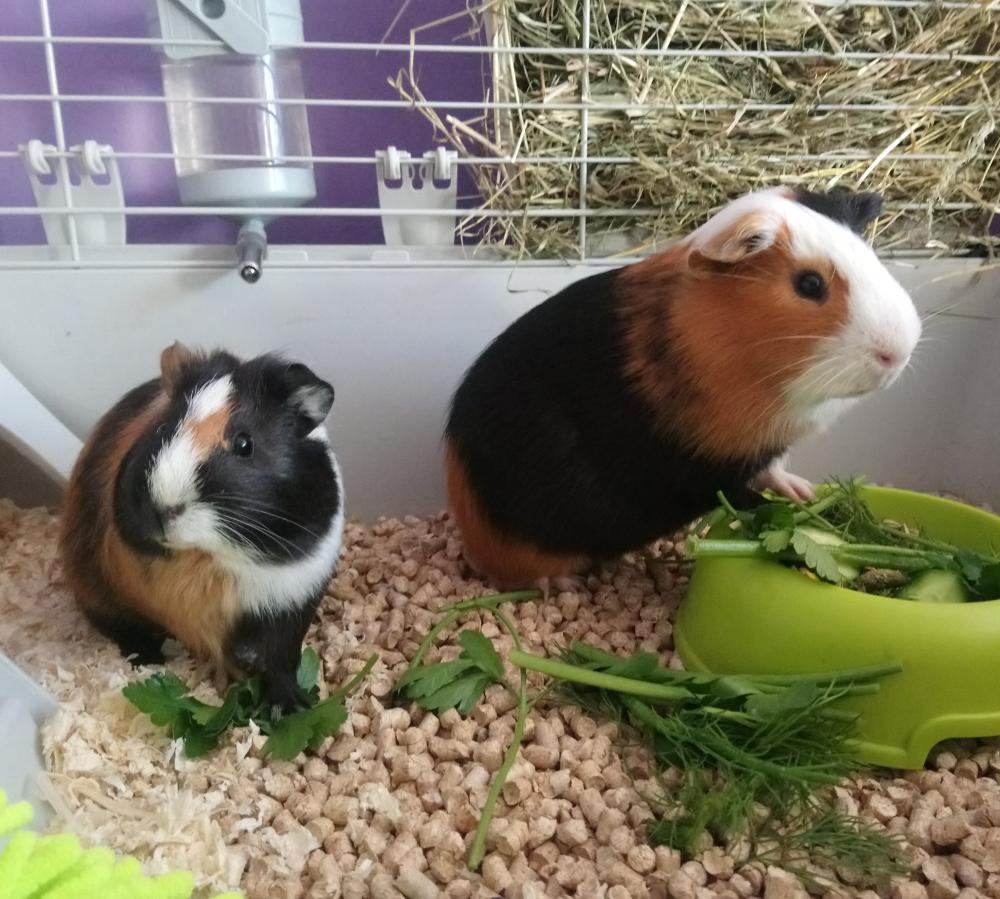 Mamy prosiaków(świnek morskich) , ile nas jest? 