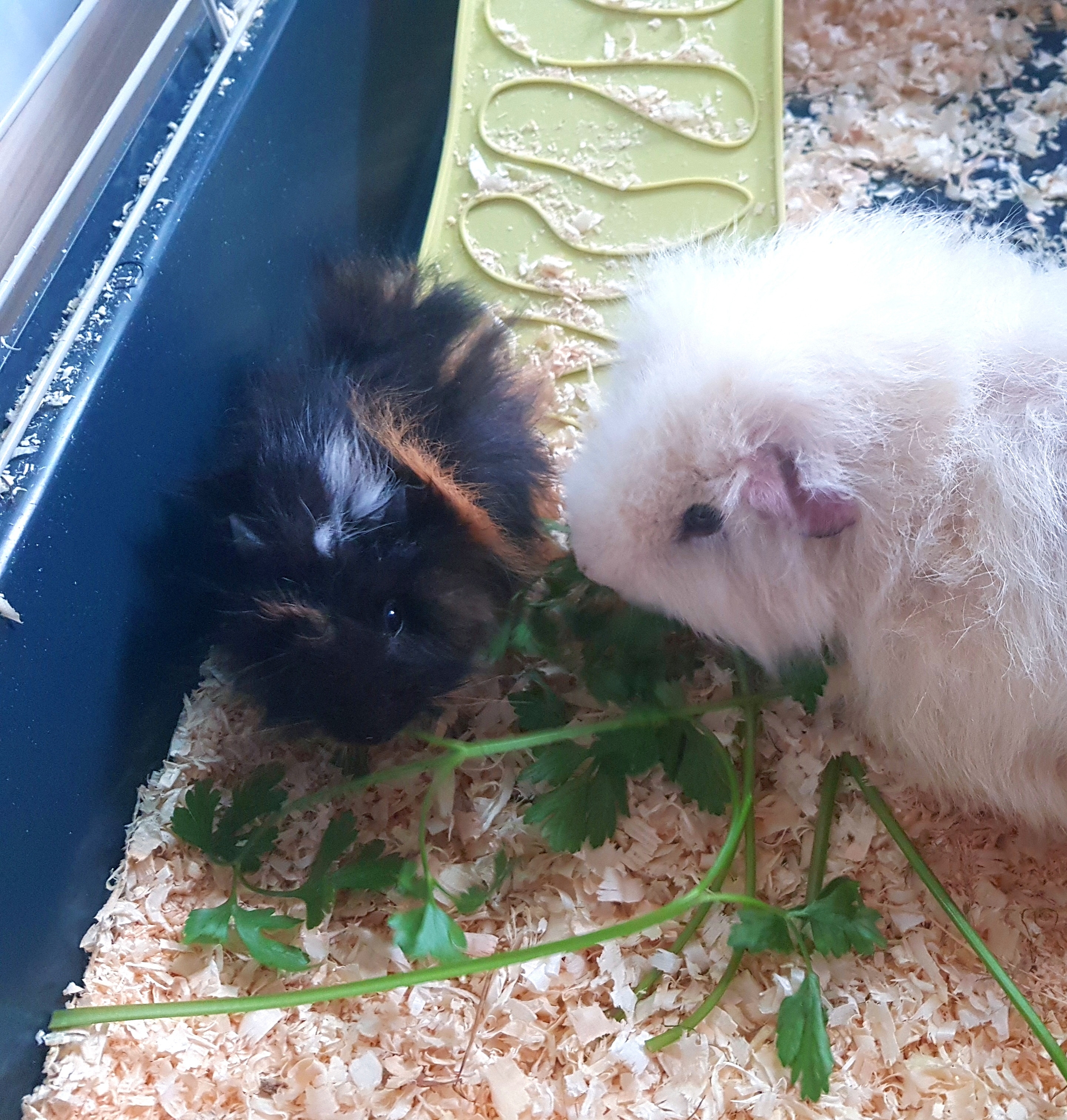 Jestem szczęśliwa bo..