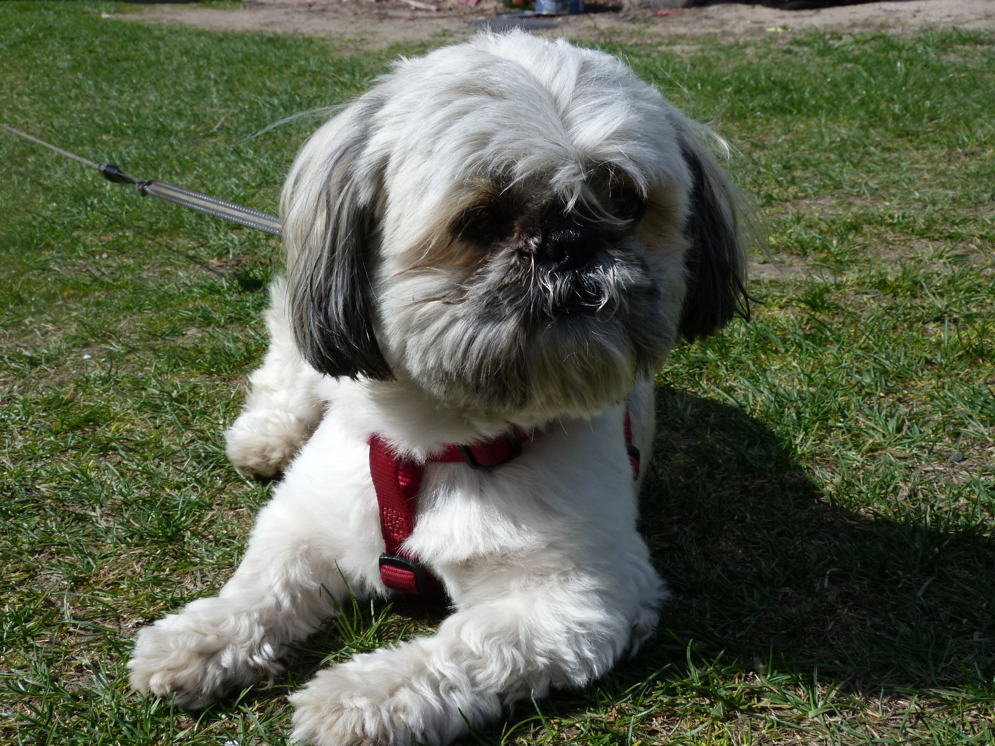 Shih Tzu - opowiedz mi o rasie