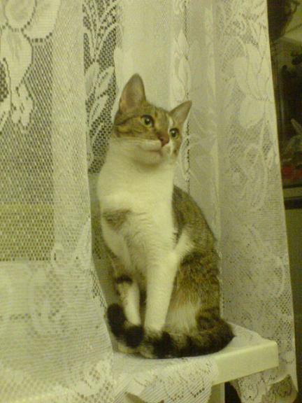 Pochwalmy się swoimi pupilkami :)