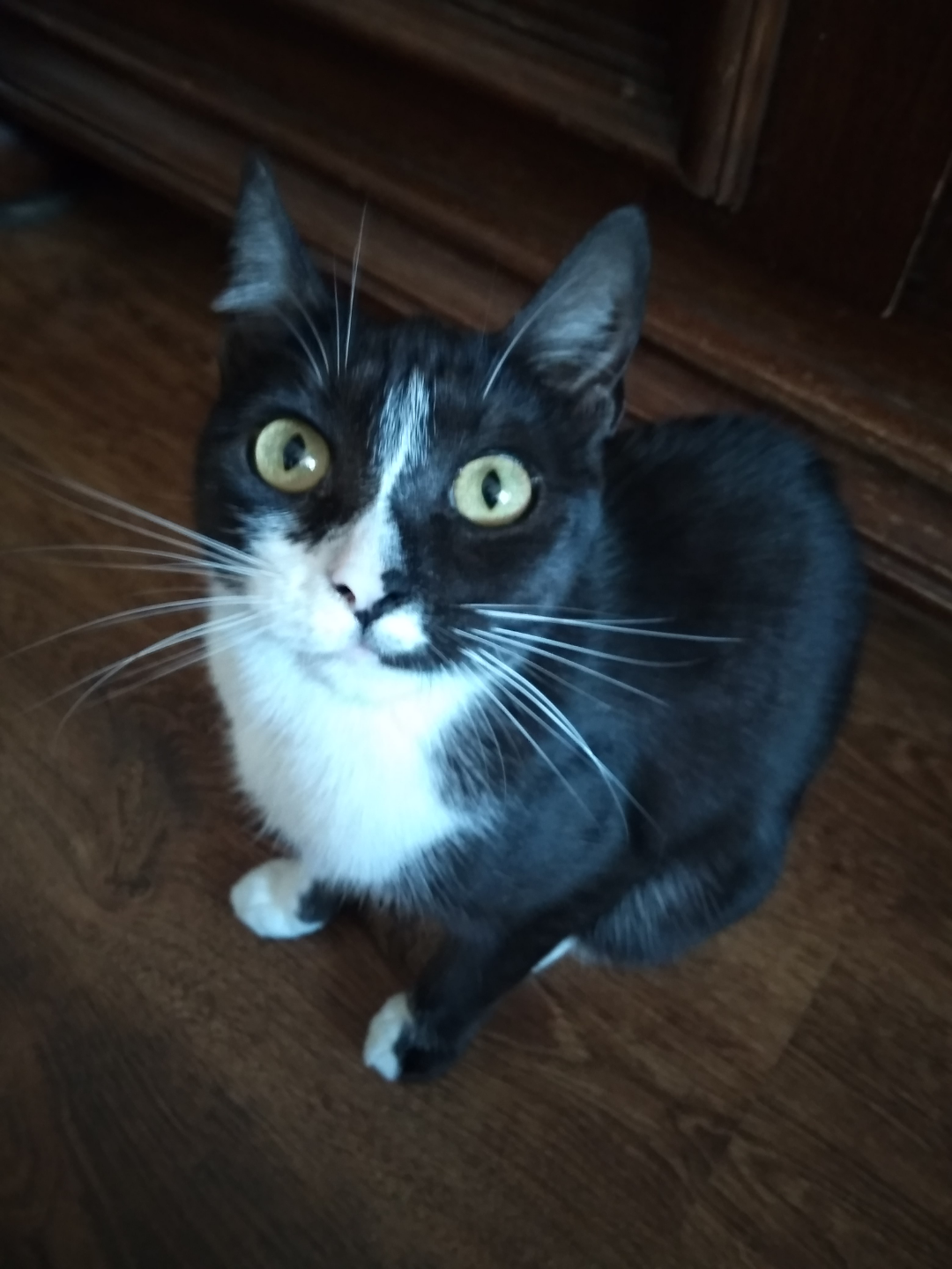 Pochwalmy się swoimi pupilkami :)