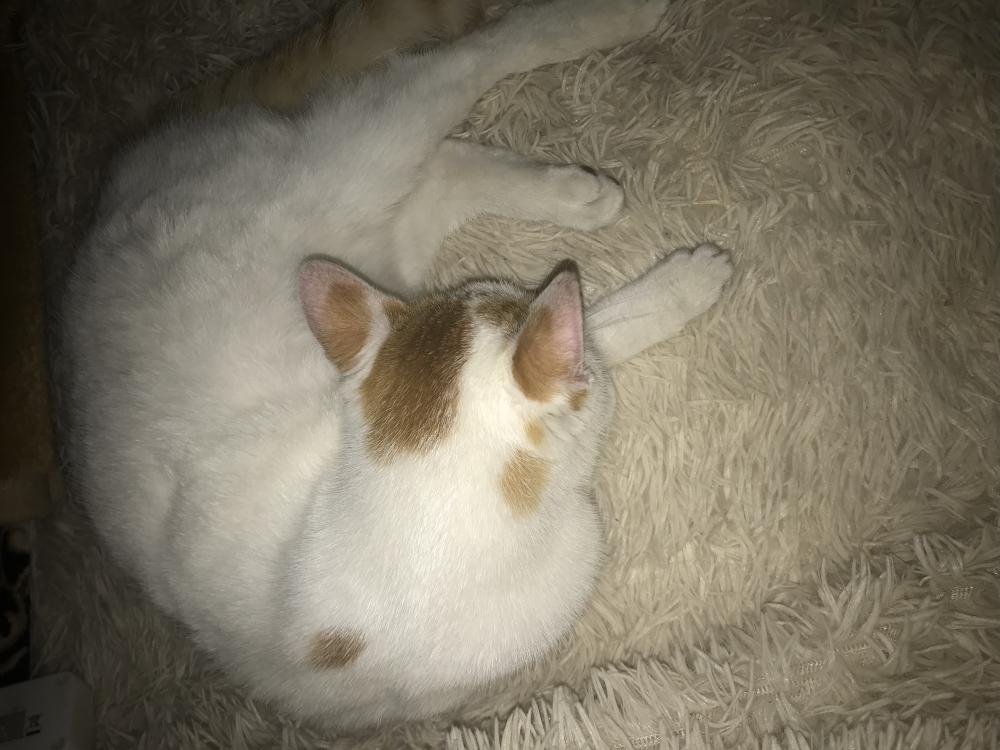 Pochwalmy się swoimi pupilkami :)