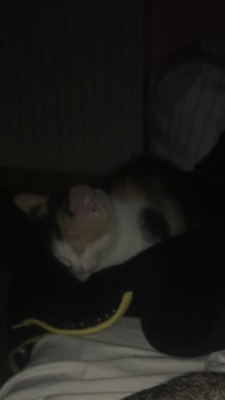 Pochwalmy się swoimi pupilkami :)