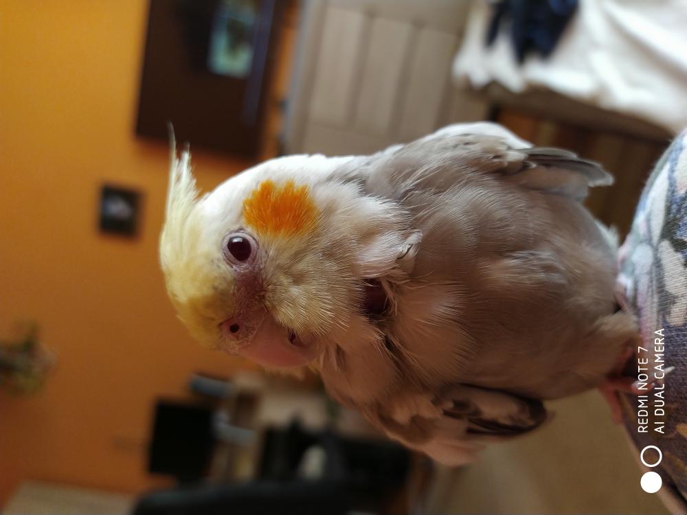 Pochwalmy się swoimi pupilkami :)