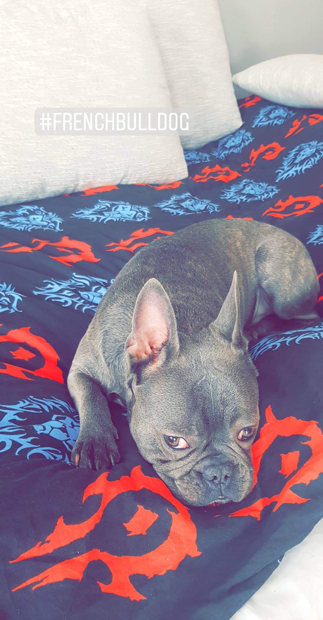 Pochwalmy się swoimi pupilkami :)