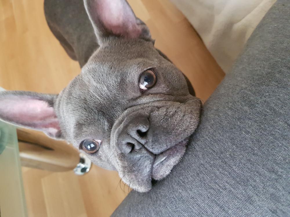 Pochwalmy się swoimi pupilkami :)