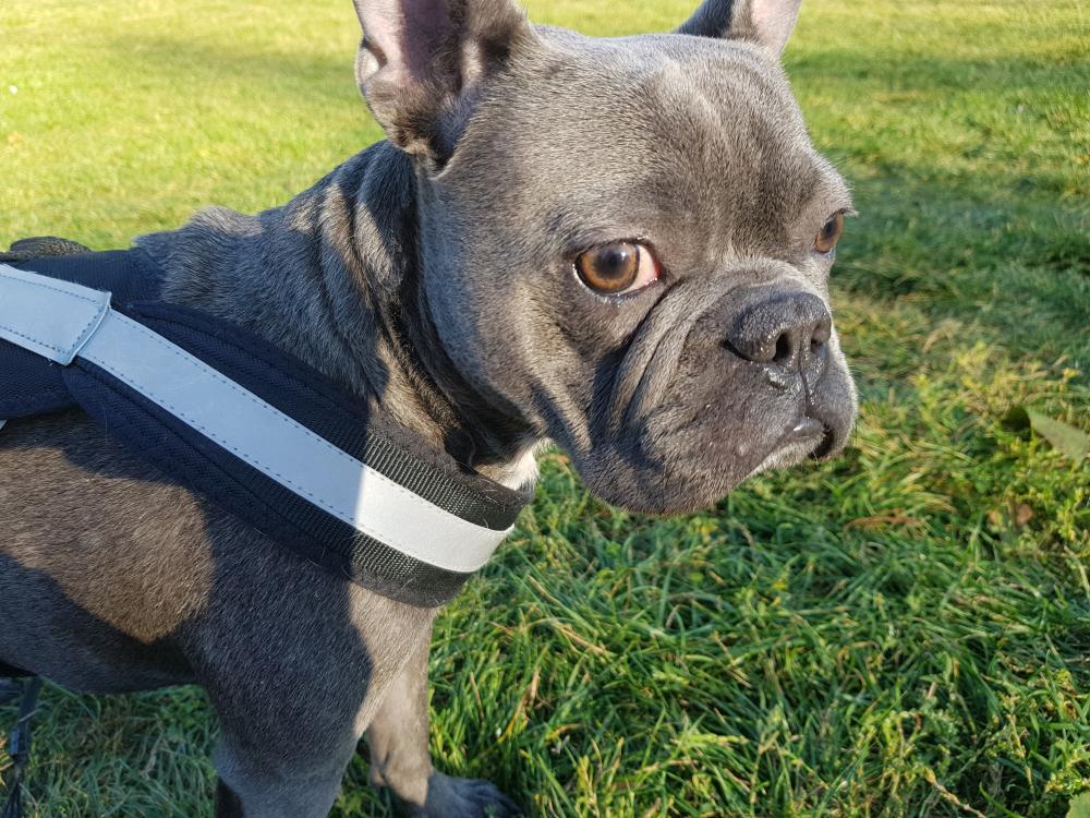 Pochwalmy się swoimi pupilkami :)