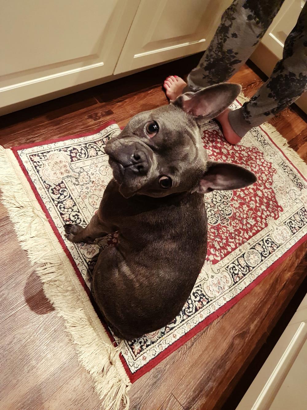 Pochwalmy się swoimi pupilkami :)