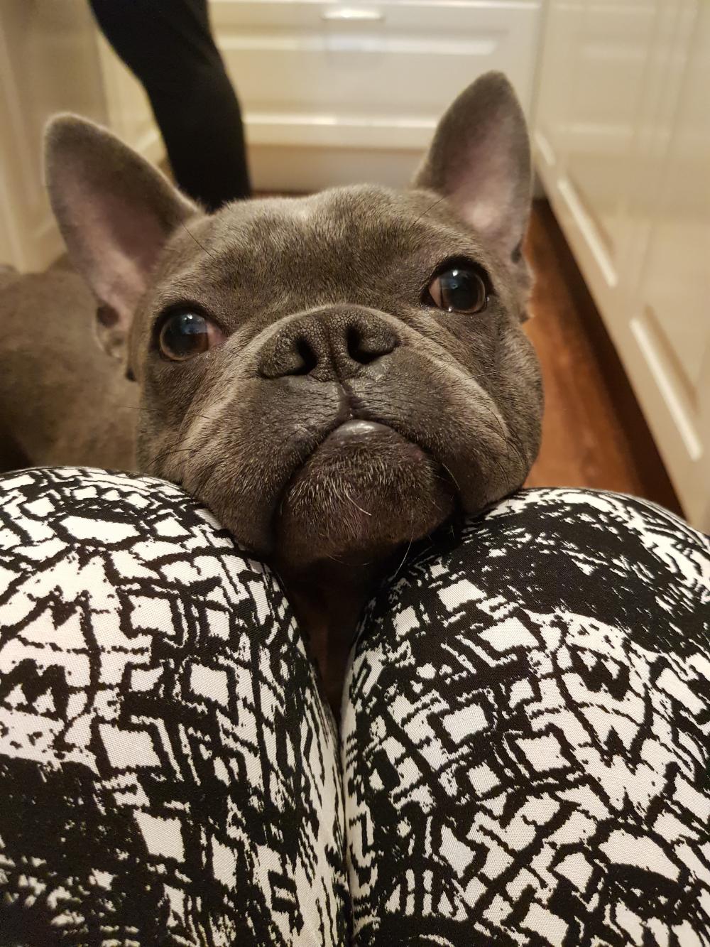 Pochwalmy się swoimi pupilkami :)