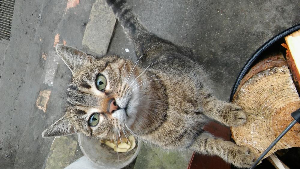 Pochwalmy się swoimi pupilkami :)