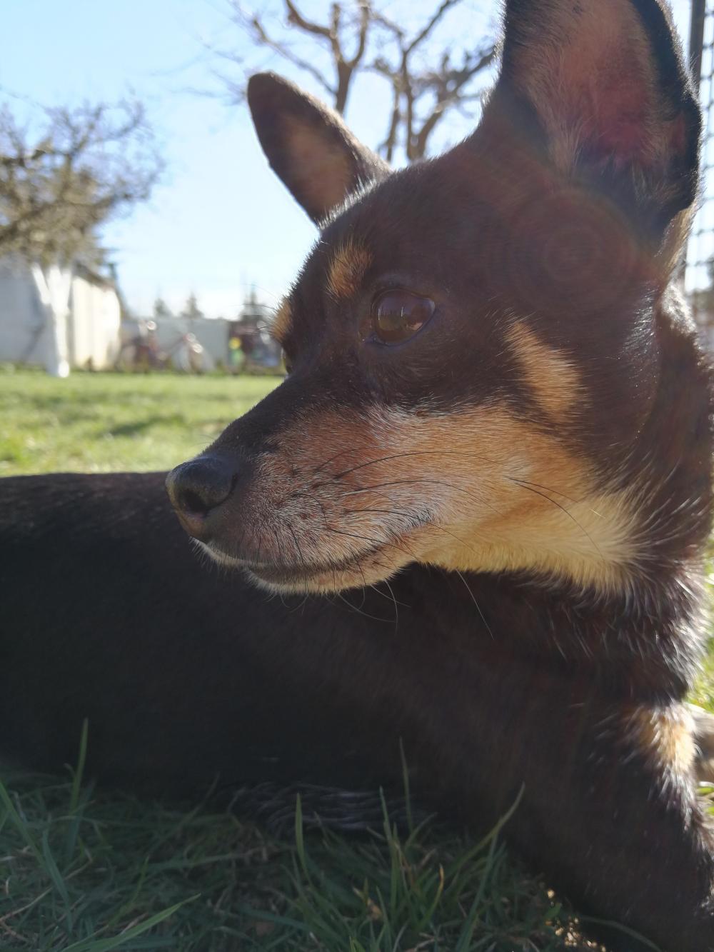 Pochwalmy się swoimi pupilkami :)