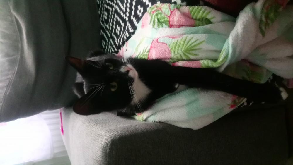 Pochwalmy się swoimi pupilkami :)