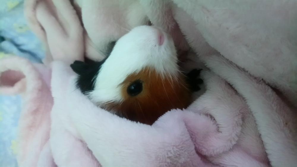 Pochwalmy się swoimi pupilkami :)