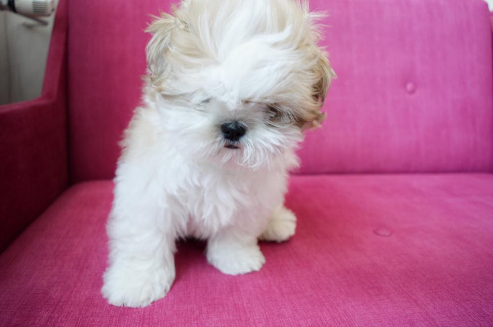 Pochwalmy się swoimi pupilkami :)