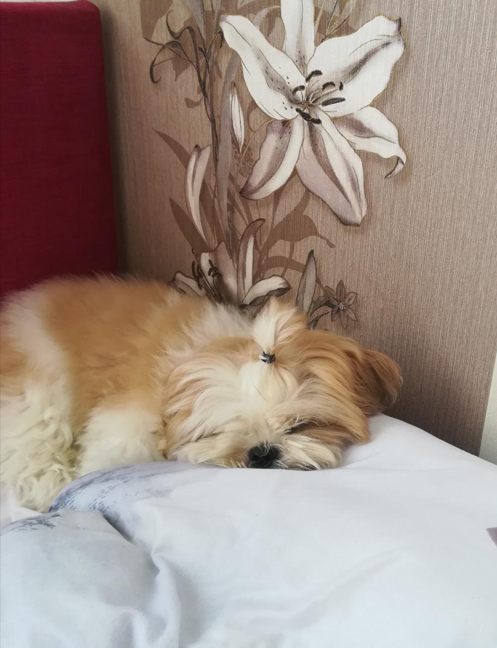 Pochwalmy się swoimi pupilkami :)