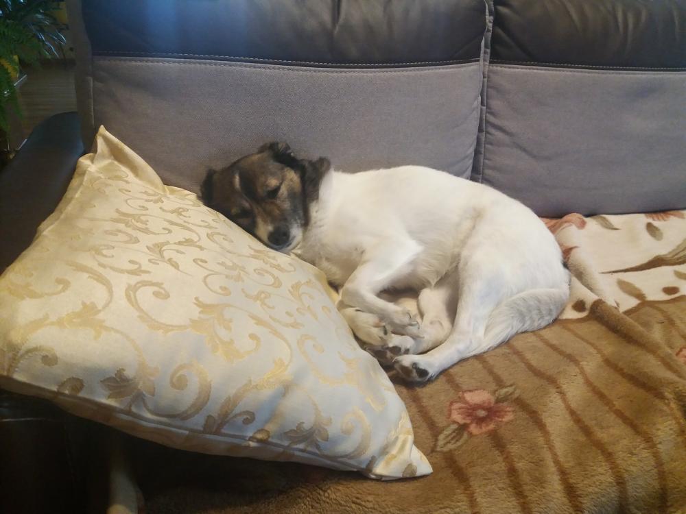 Pochwalmy się swoimi pupilkami :)