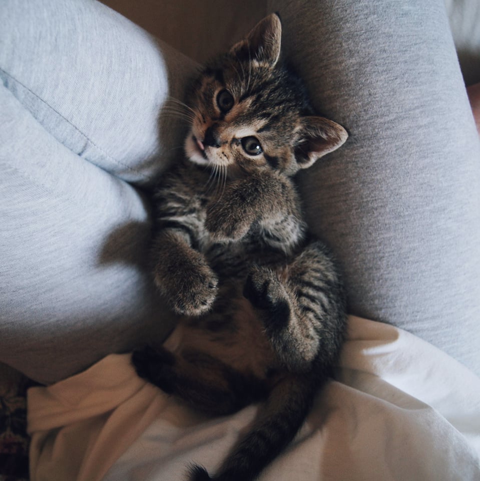 Pochwalmy się swoimi pupilkami :)