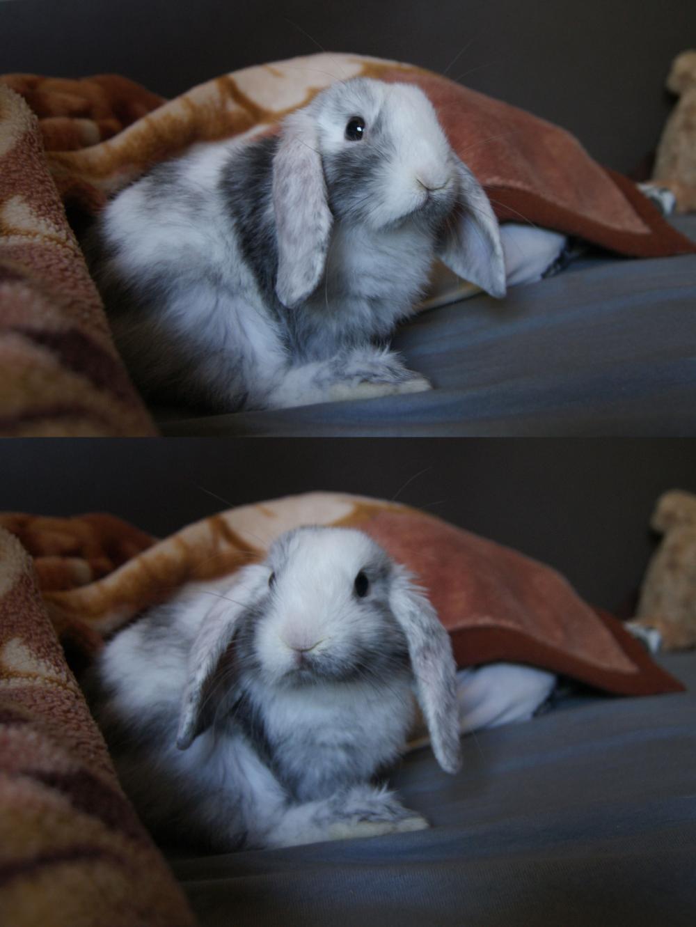 Pochwalmy się swoimi pupilkami :)