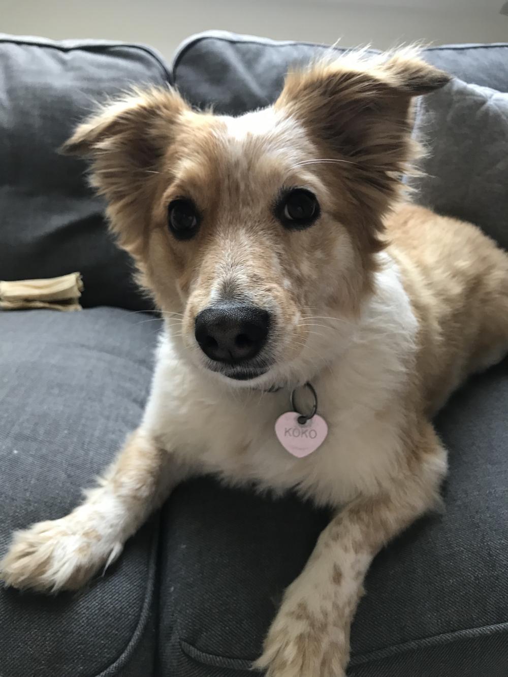 Pochwalmy się swoimi pupilkami :)