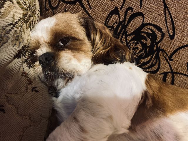 Pochwalmy się swoimi pupilkami :)