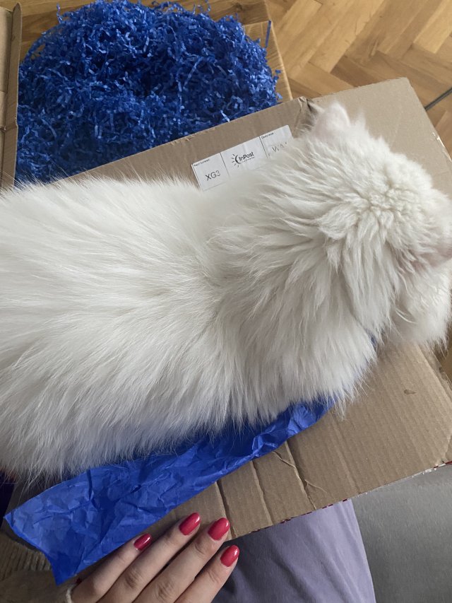 ✩ Kalendarz urodzinowy Clouders ✩