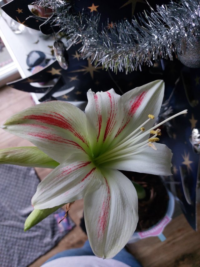 Jestem szczęśliwa bo..