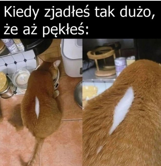 Śmieszki codzienne 
